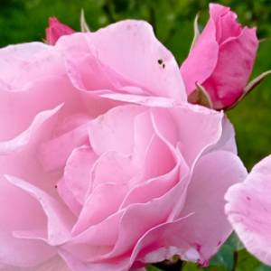 Profile photo of Kevin Doyle