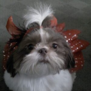 Profile photo of Ralph Amato