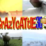 Profile photo of Crazy Cattle3d